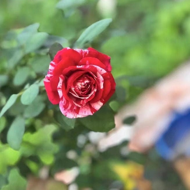 Gigi Rose - Kate Roses