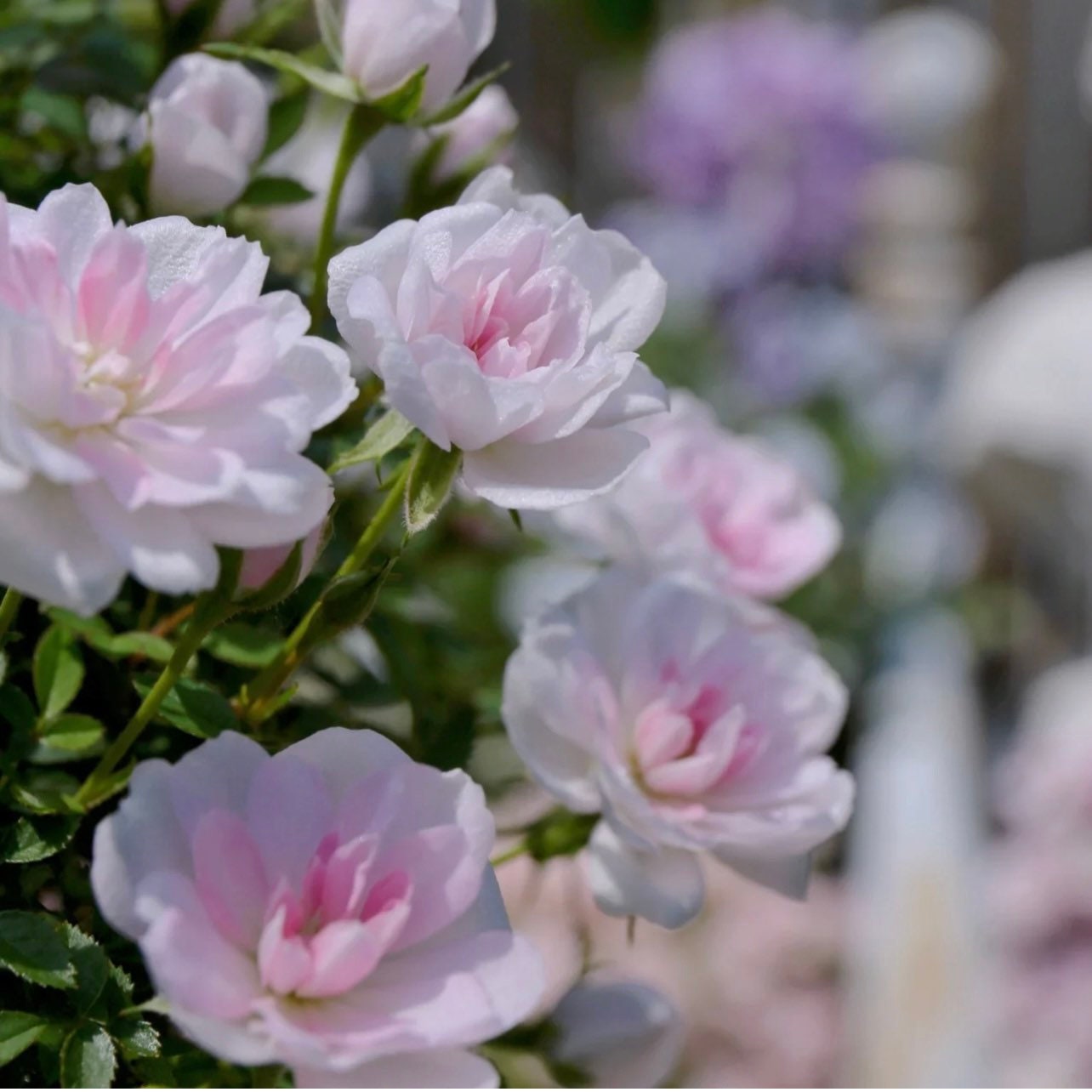 Micro Otome Rose - Kate Roses