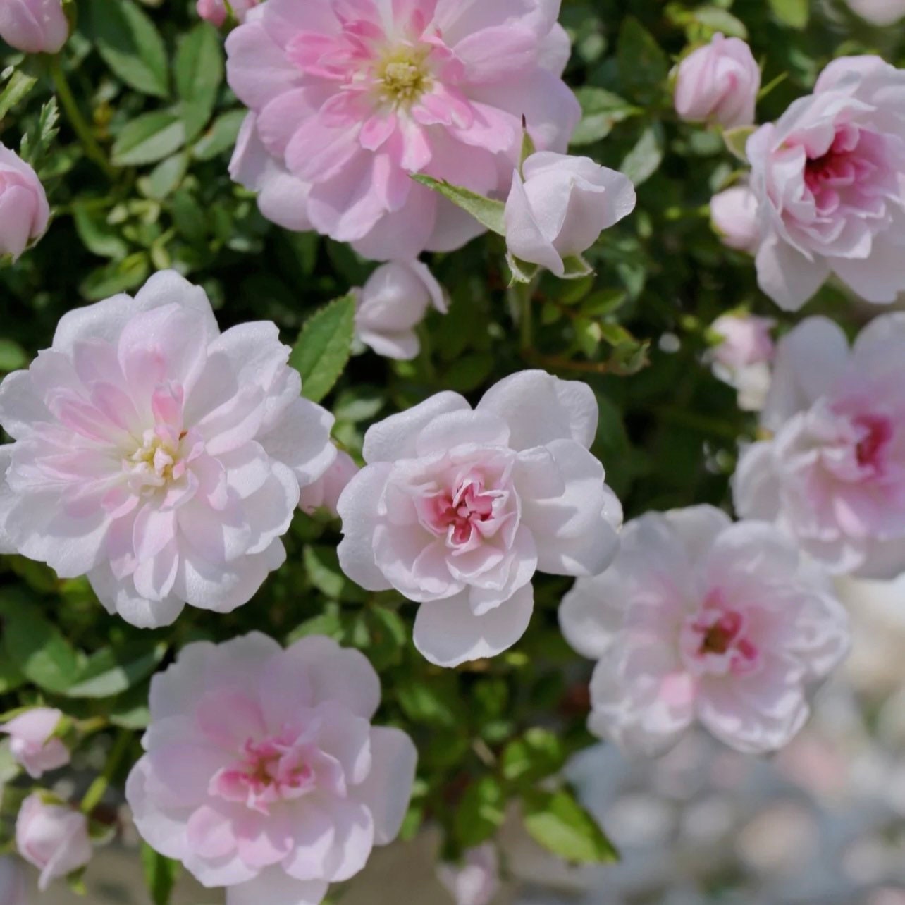 Micro Otome Rose - Kate Roses