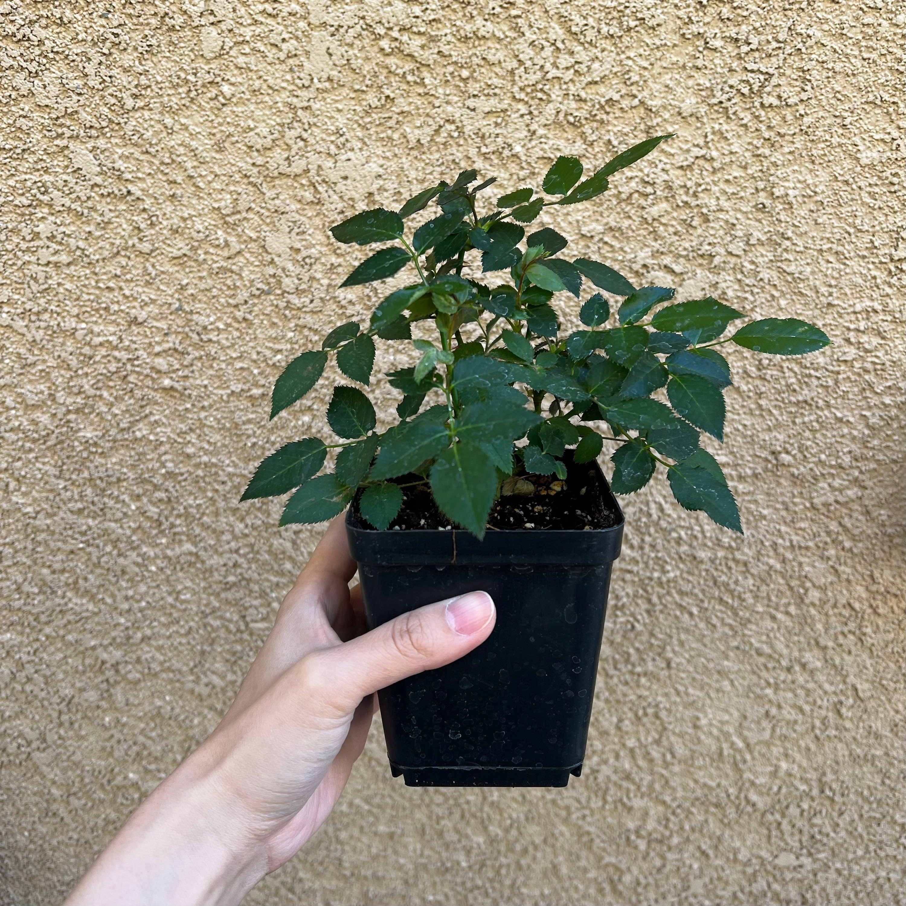 Gigi Rose - Kate Roses