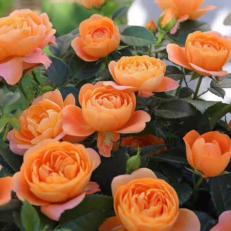 Juicy Terrazza patio rose in full bloom, vibrant coral flowers in container, potted plant from Kate Roses.