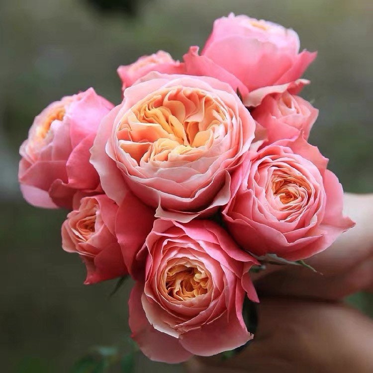 Vuvuzela Rose - Kate Roses