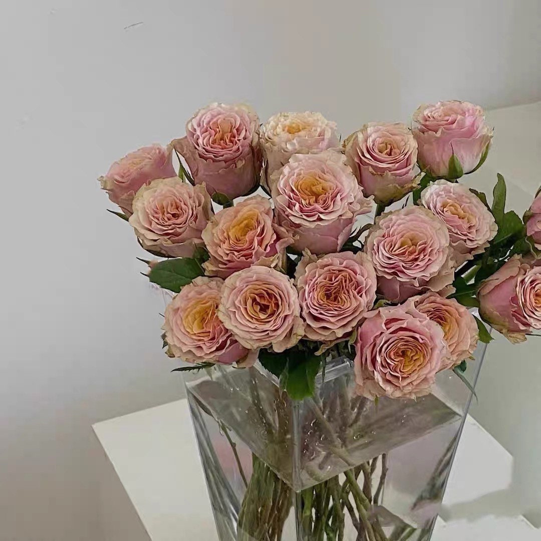 Mabella Rose - Kate Roses