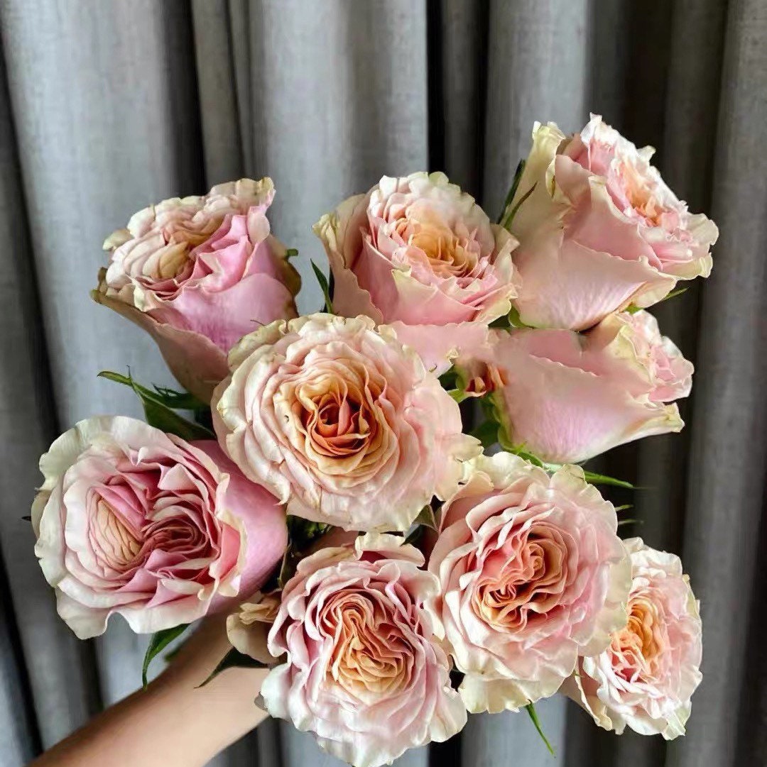 Mabella Rose - Kate Roses