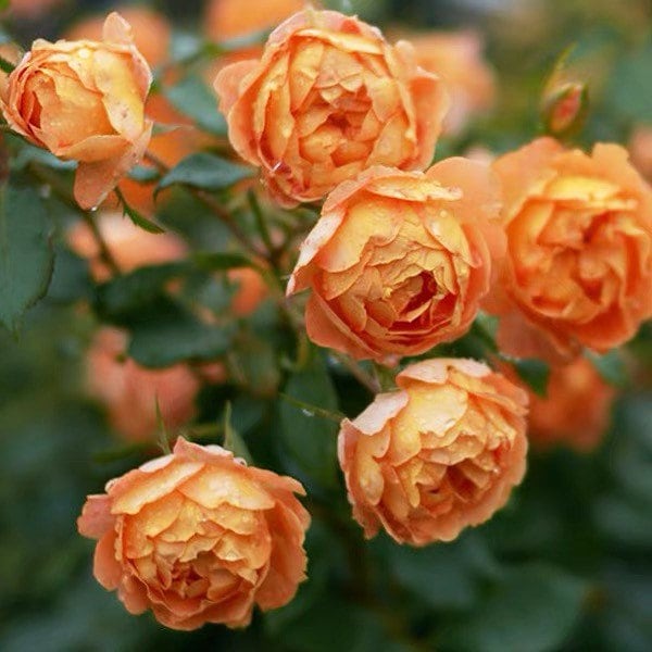 Honey Caramel Rose - Kate Roses