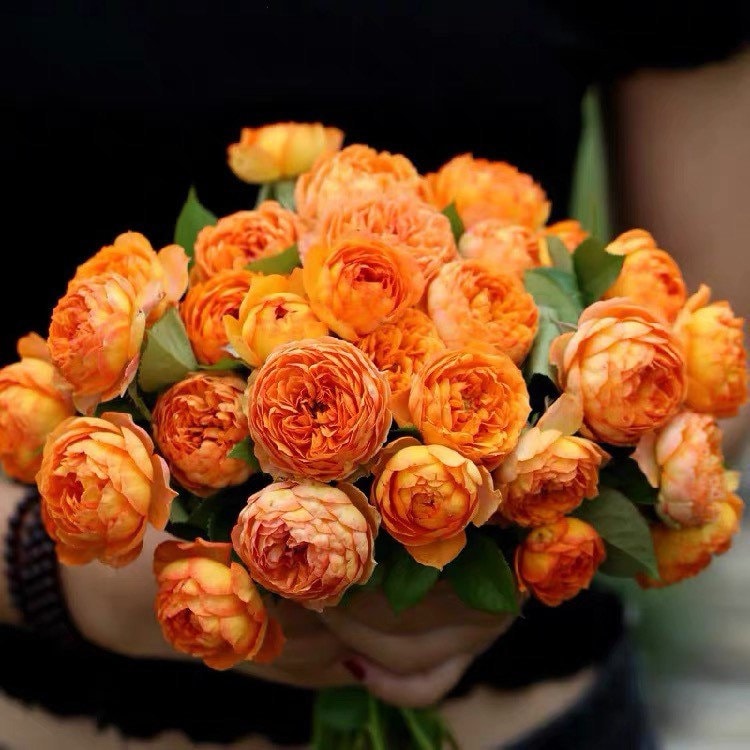 Honey Caramel Rose - Kate Roses