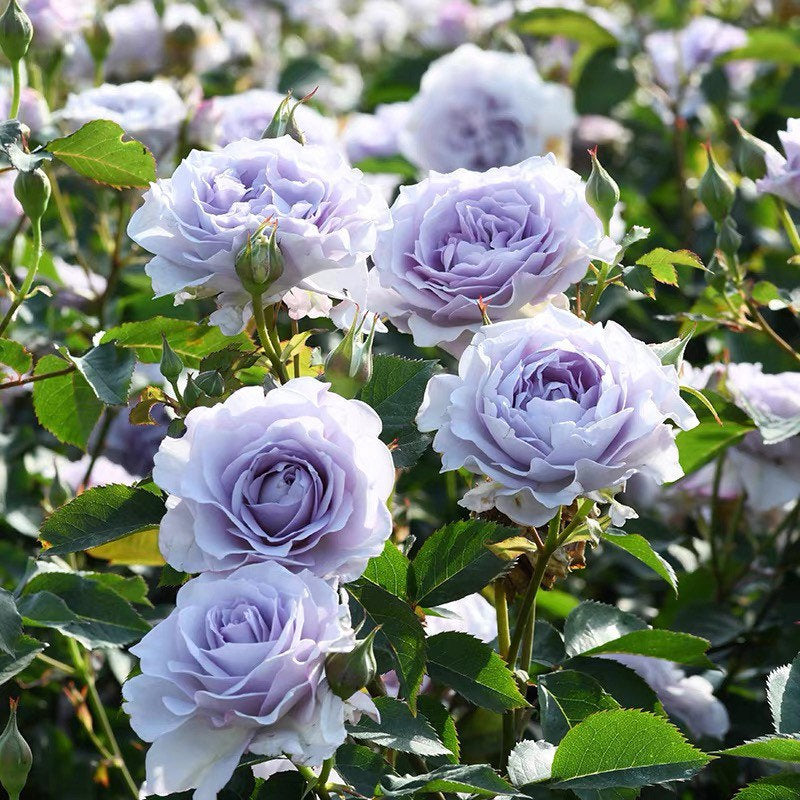 Ji Se rose glowing under sunlight, gray petals with ivory undertones and a subtle, refreshing lemon fragrance.