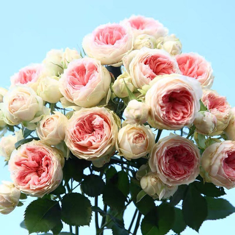 Pompon Veranda rose with neat, tidy growth and creamy pink blooms, perfect for patios or balconies.