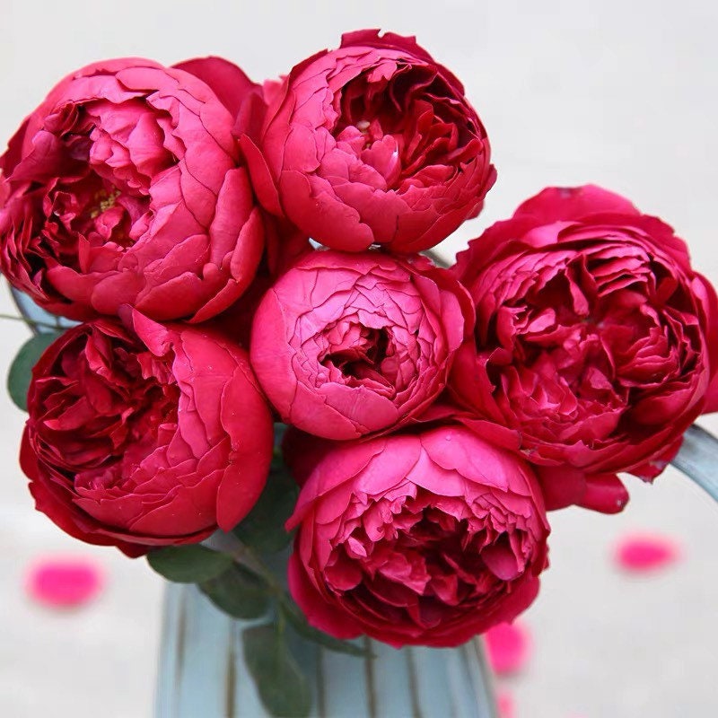 Autumn Rouge red Japanese rose with vibrant, fragrant blooms, grown by Kate Roses in California.