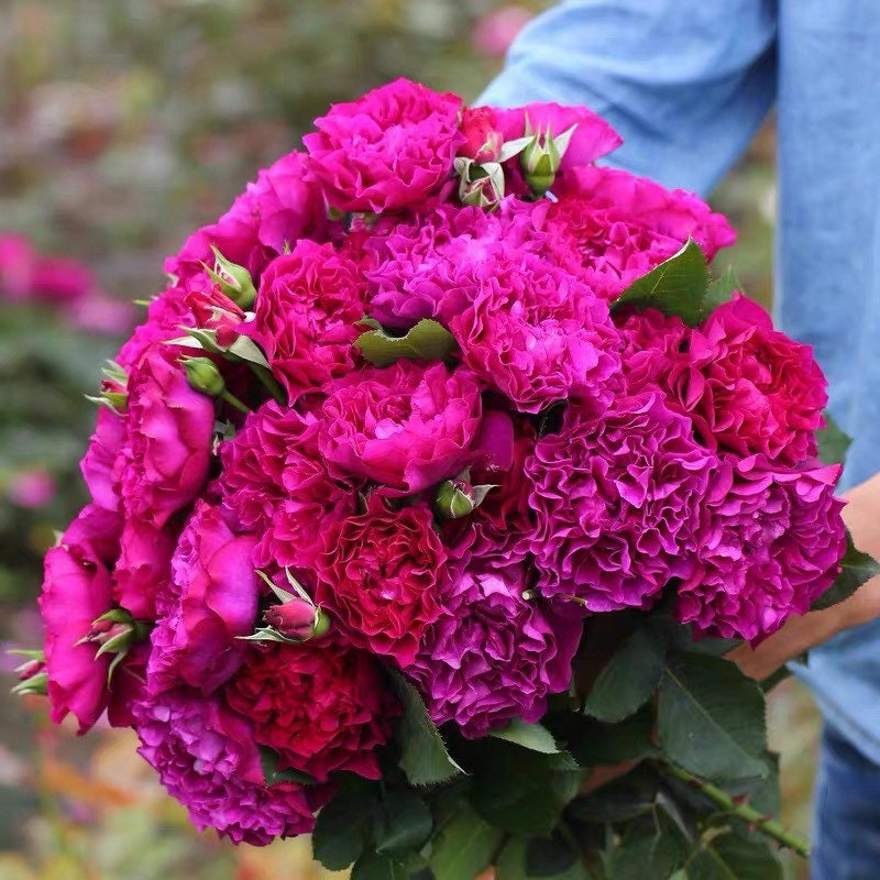 Ramukan Japanese shrub rose with bold purple-mauve ruffled blooms, potted rose plant from Kate Roses.