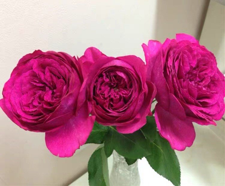 Yves Red Piaget Rose - Kate Roses