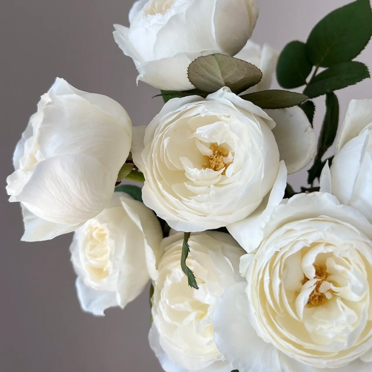 Wedding Road Cloche de Mariage Rose - Kate Roses