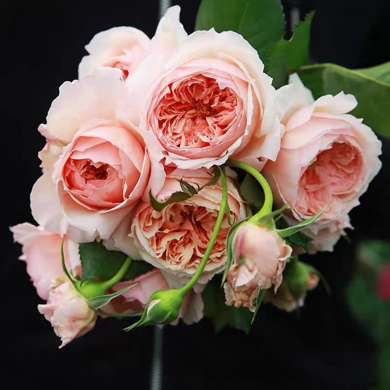 Masora Rose - Kate Roses