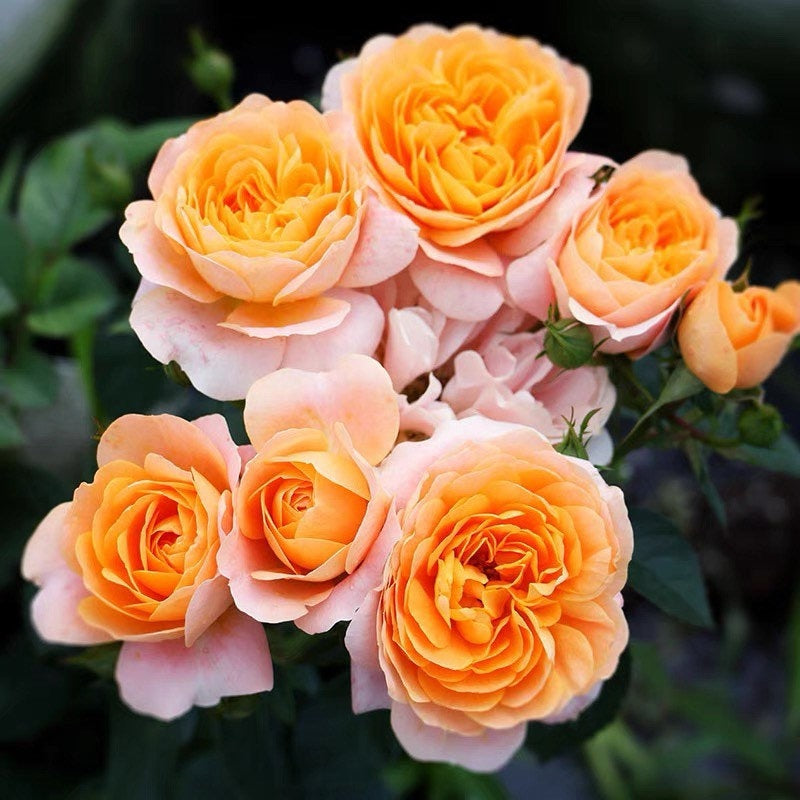 Juicy Terrazza rose growing on patio, compact rose bush with abundant orange blooms in sunlight.