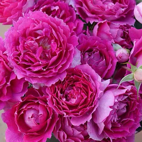 Sheherazad Rose - Kate Roses