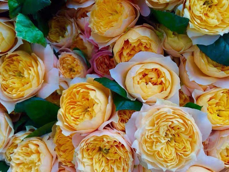 Golden Vuvuzela Rose - Kate Roses