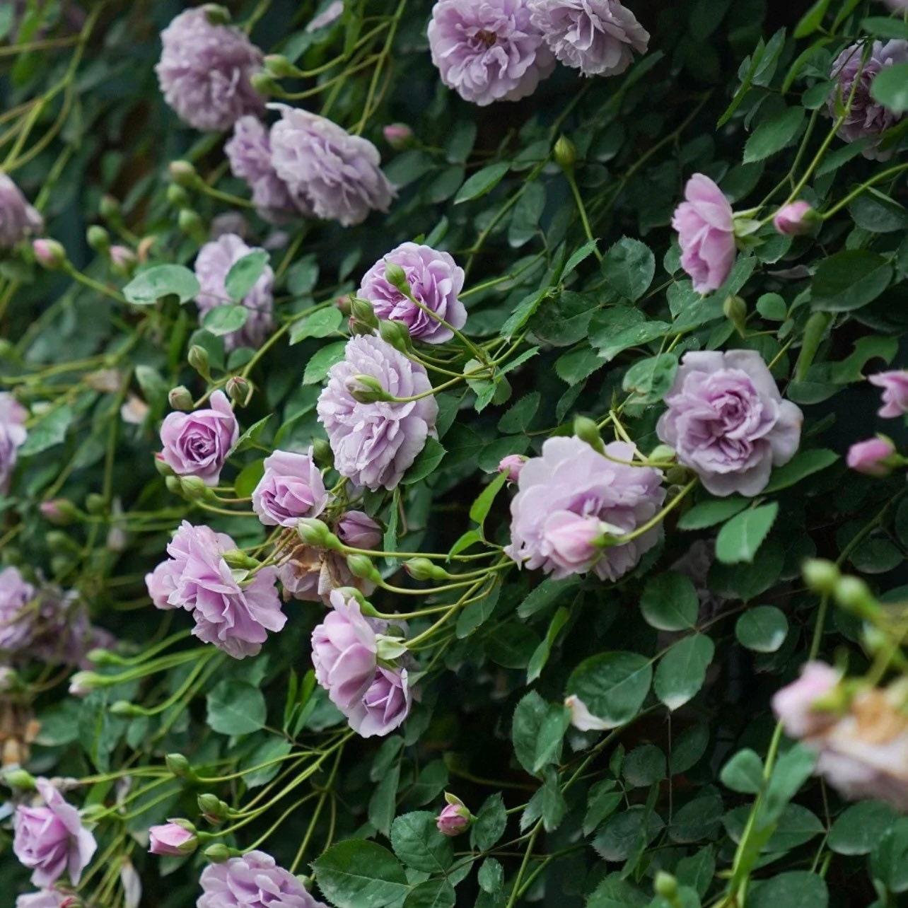 Rainy Blue climbing rose with cascading lavender-purple blooms and glossy green leaves, elegant and fragrant rose from Kate Roses.