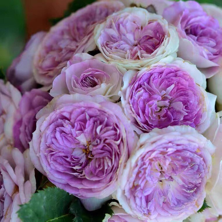 Blue Moon Stone rose plant blooming with multiple violet and lavender flowers, highly fragrant Japanese rose.
