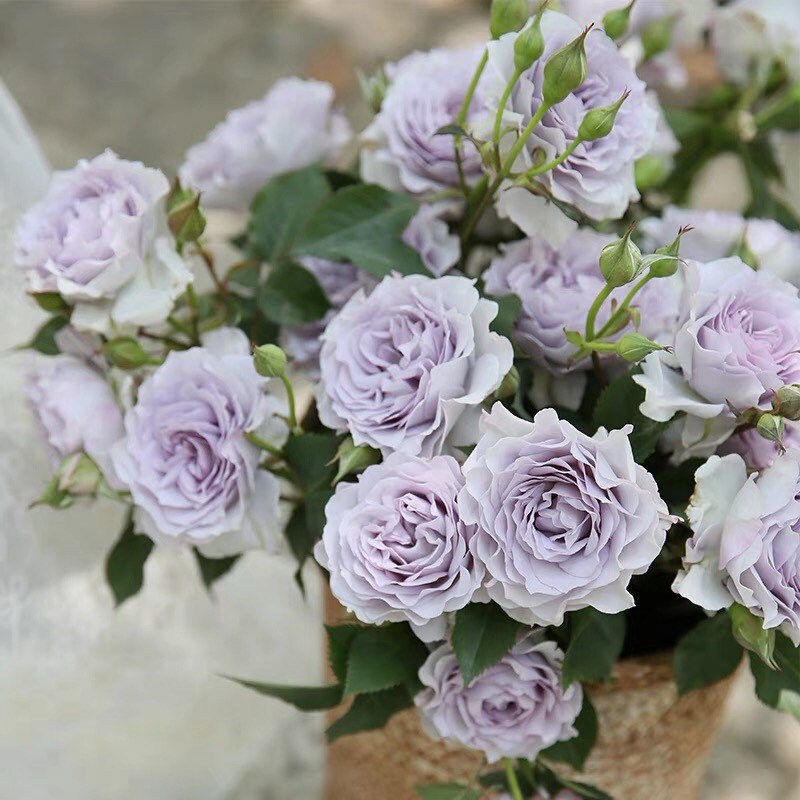 Bouquet of Ji Se roses featuring rare gray blooms and elegant texture, perfect for modern floral arrangements.