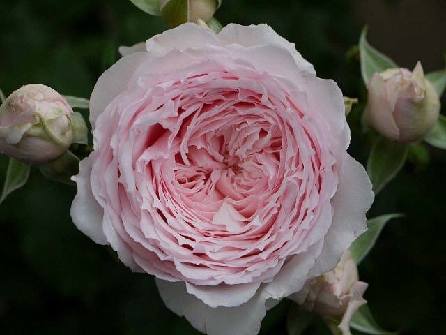 Misaki Rose - Kate Roses