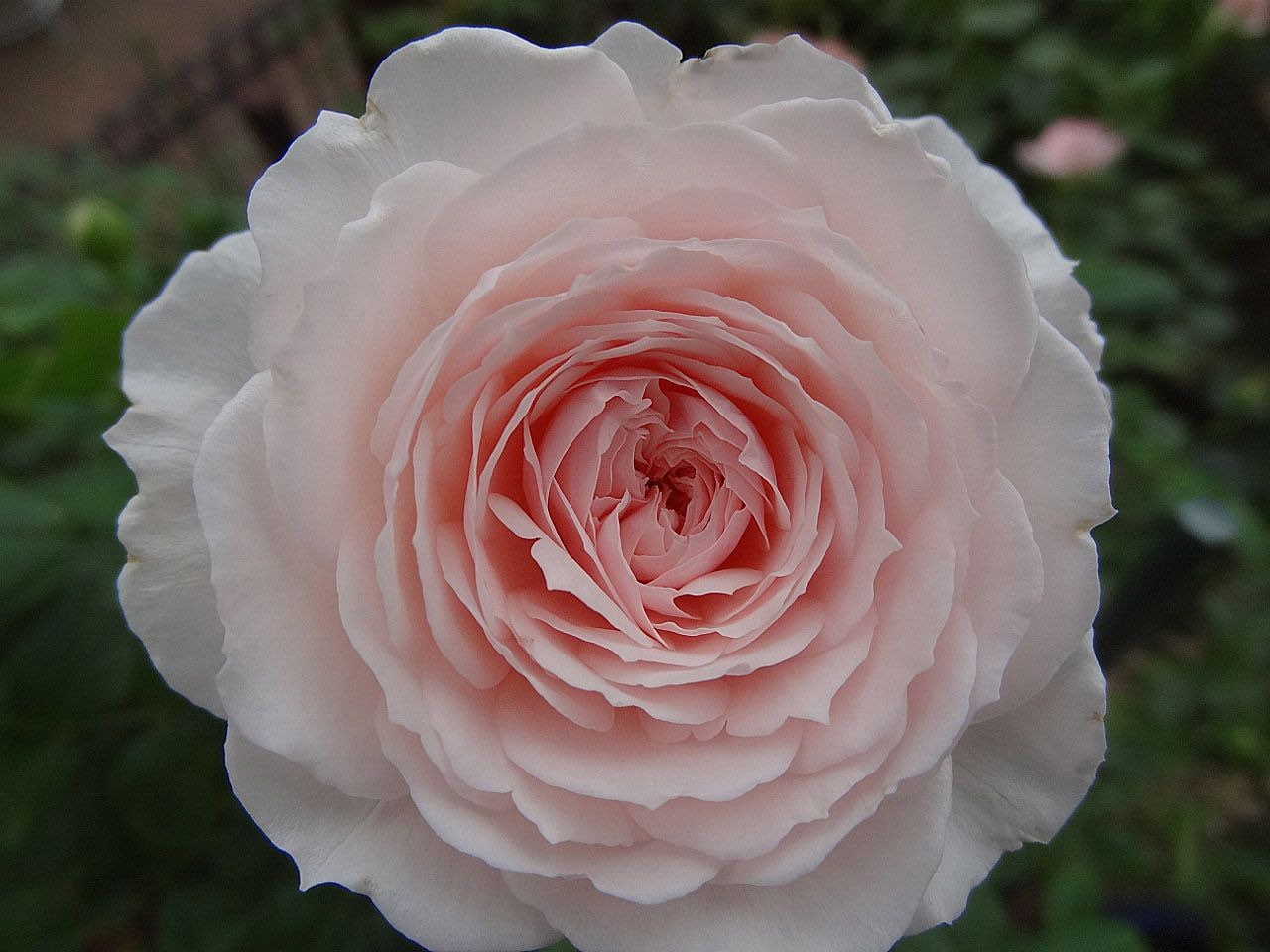 Misaki Rose - Kate Roses