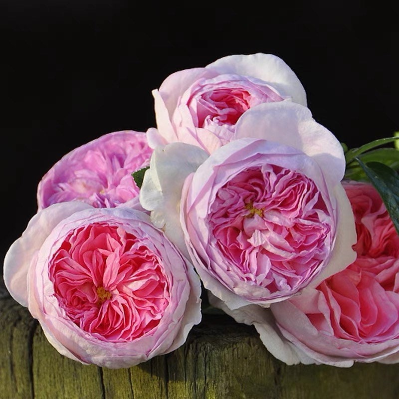 Mon Coeur Rose - Kate Roses