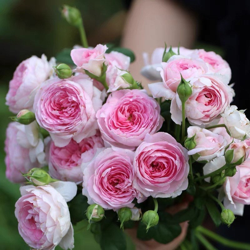 Mon Coeur Rose - Kate Roses