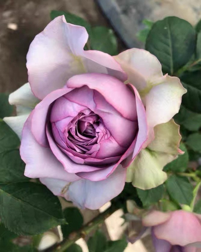 Coffret Rose - Kate Roses