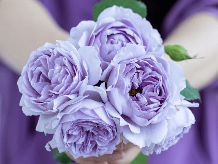 Yin Yin Qing Rose - Kate Roses