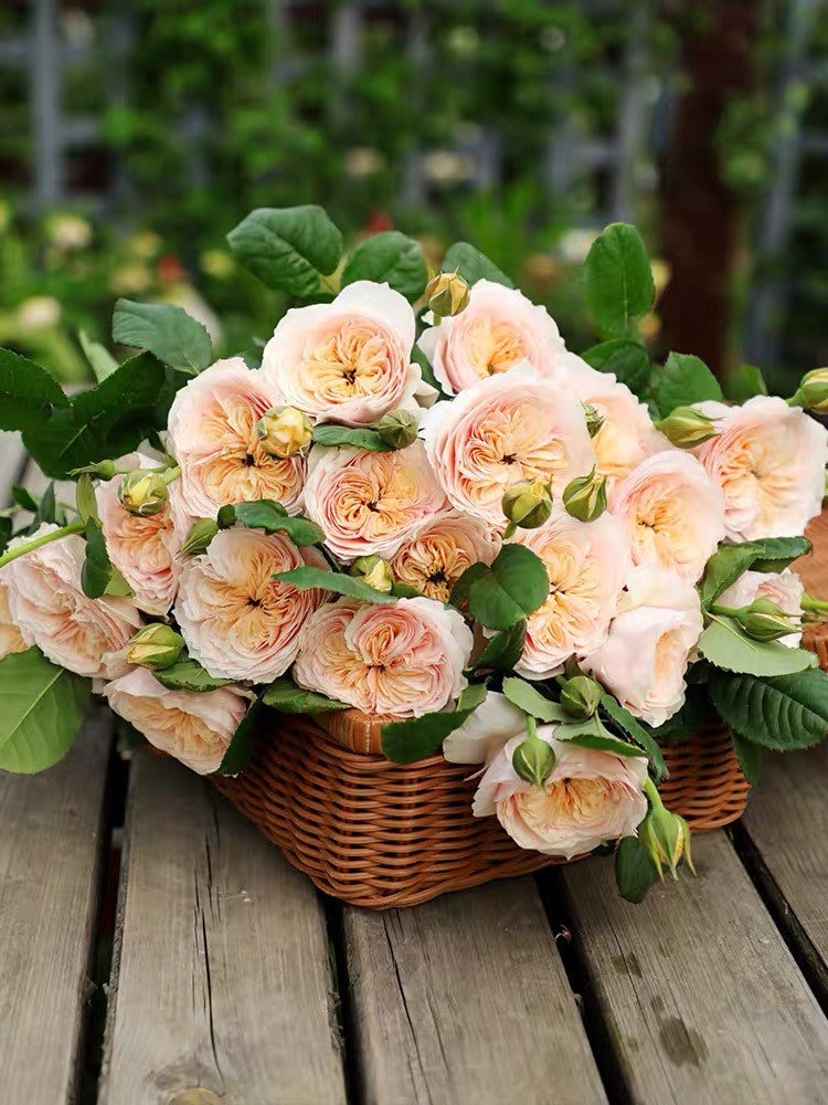 Hanxian Rose - Kate Roses