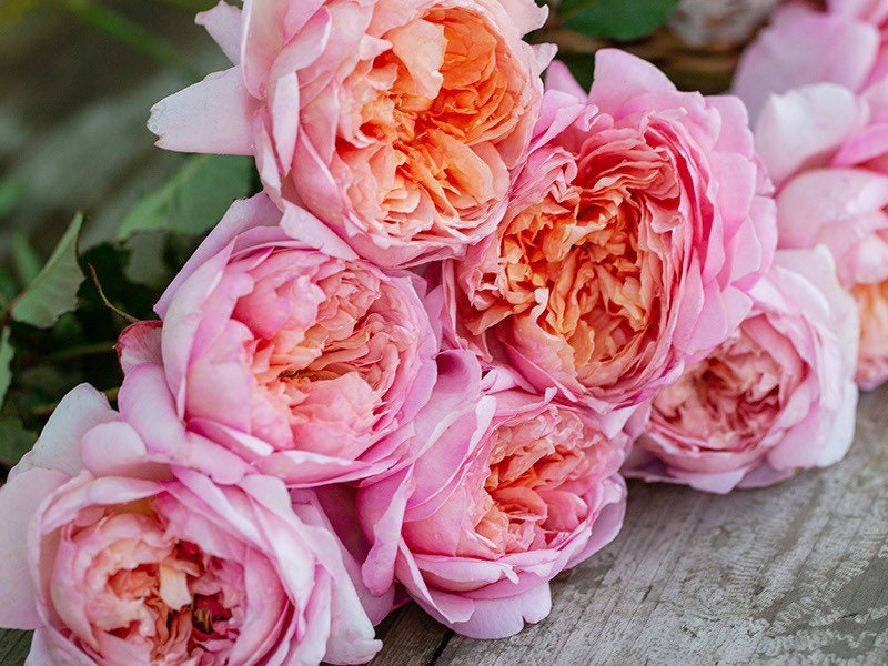 Taoran Rose - Kate Roses