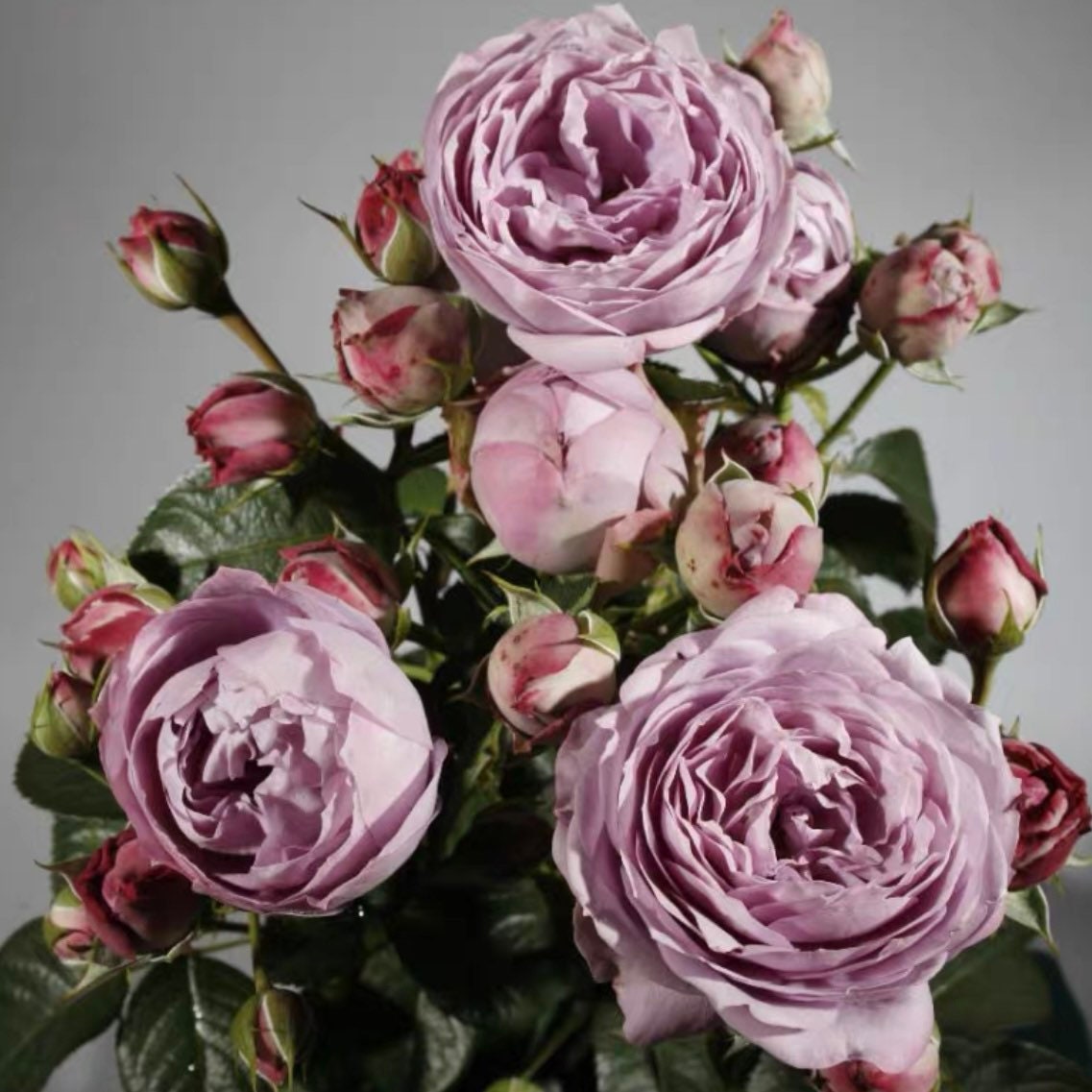 Blue Pompon Rose - Kate Roses