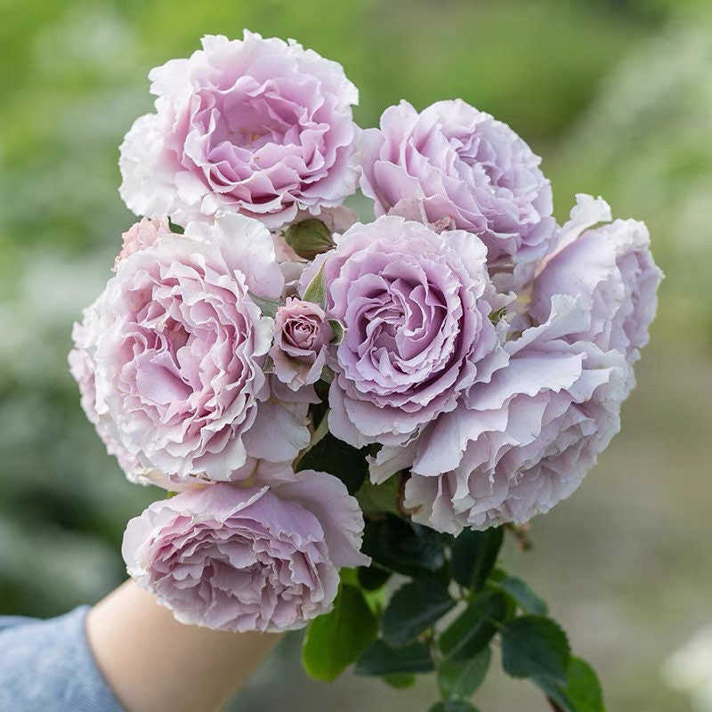 Close-up of Libellula rose bloom showing soft lavender petals and delicate ruffled edges, fragrant garden rose.