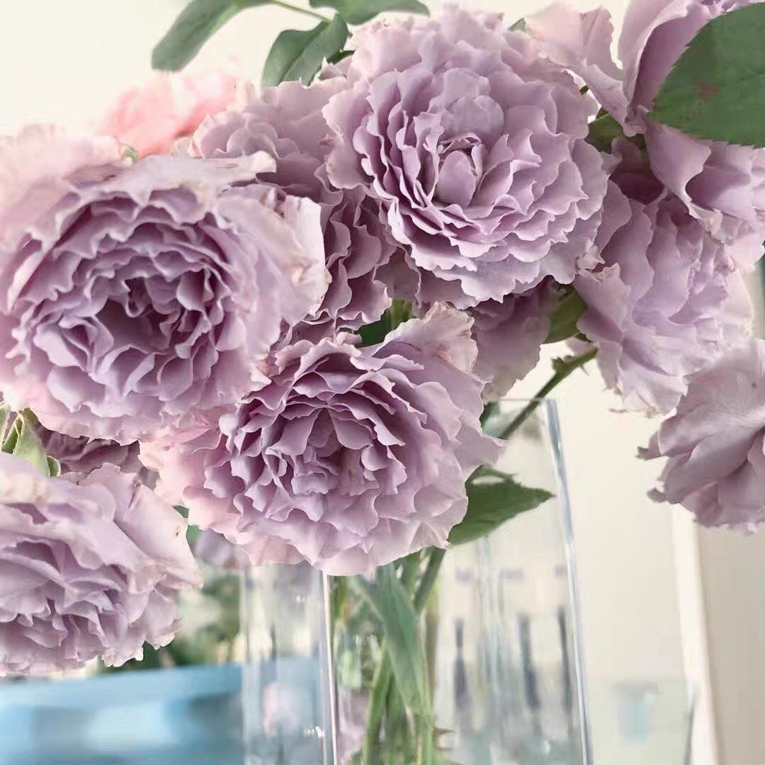 Libellula lavender rose with large pastel blooms in garden setting, elegant and disease-resistant rose from Kate Roses.