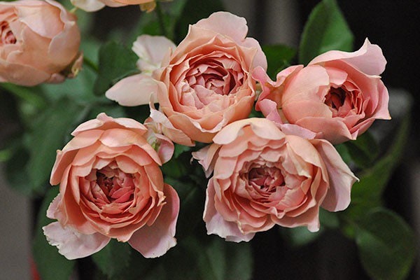 Akane Rose - Kate Roses