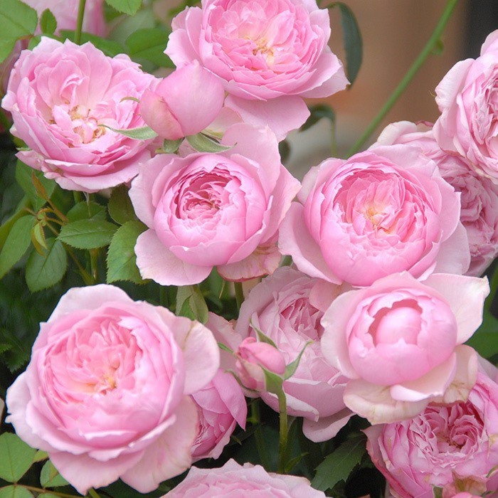 Miyako Rose - Kate Roses