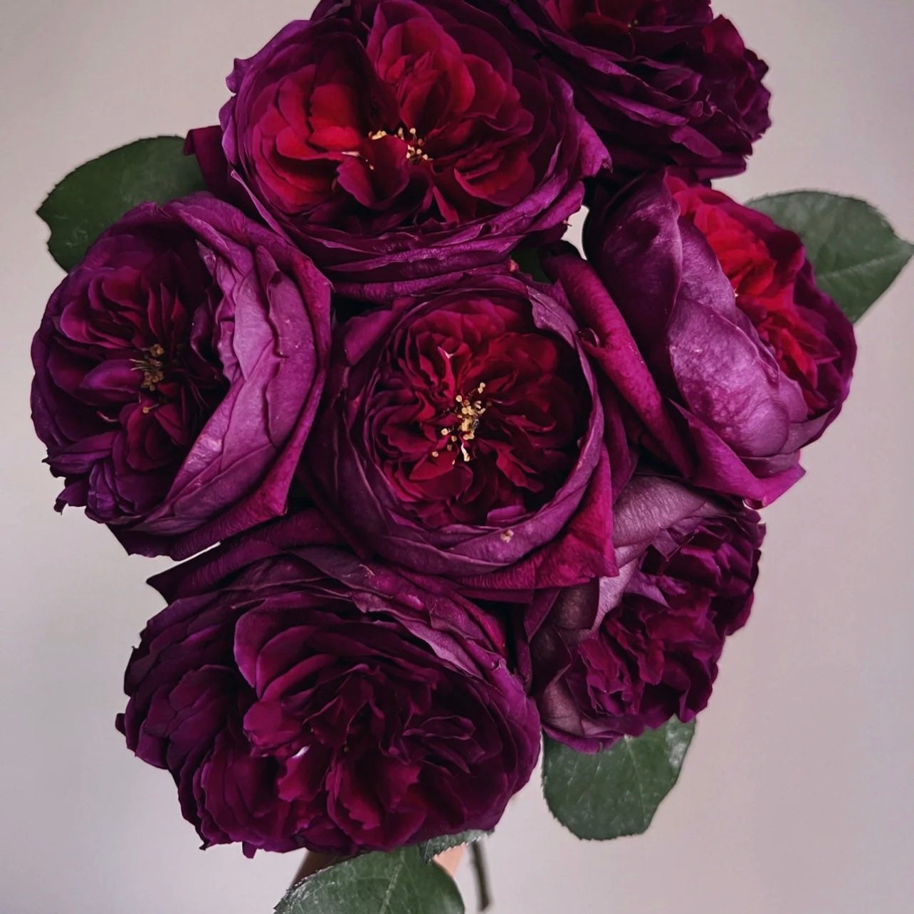 Bouquet of Royal Palace roses featuring deep red velvety petals and strong fragrance, elegant cut flower from Kate Roses.