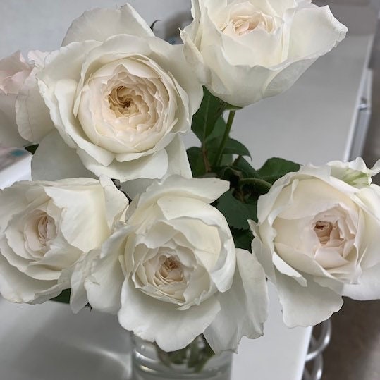 Shirabe Rose - Kate Roses