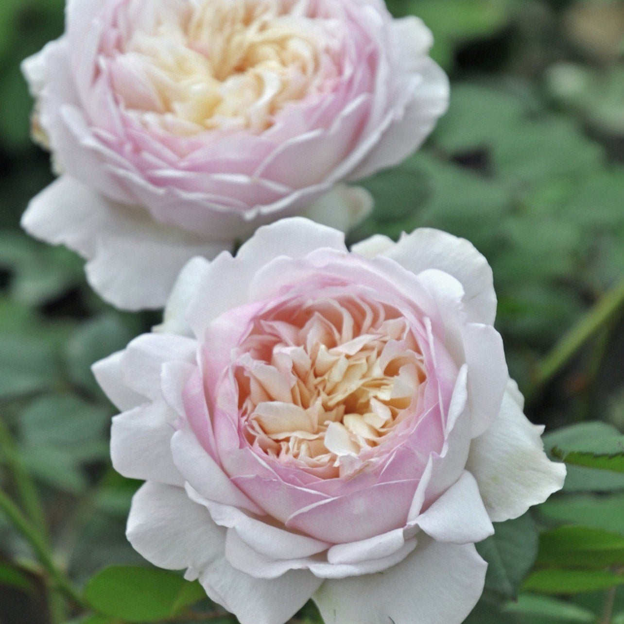 Yves Sucre D‘Art Rose - Kate Roses