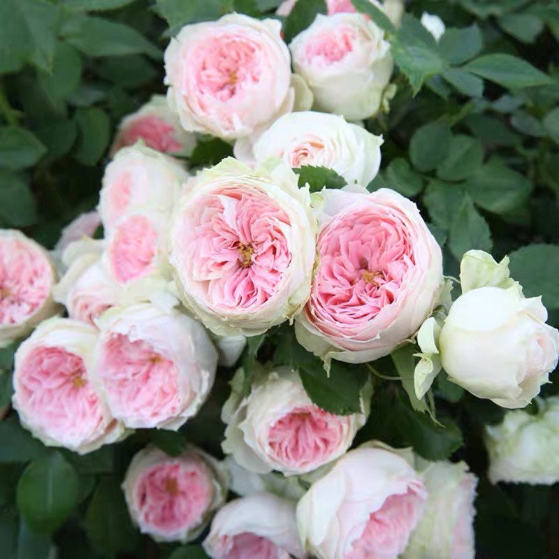 Pompon Veranda rose with creamy white and soft pink pompon blooms, compact and elegant patio rose from Kate Roses.