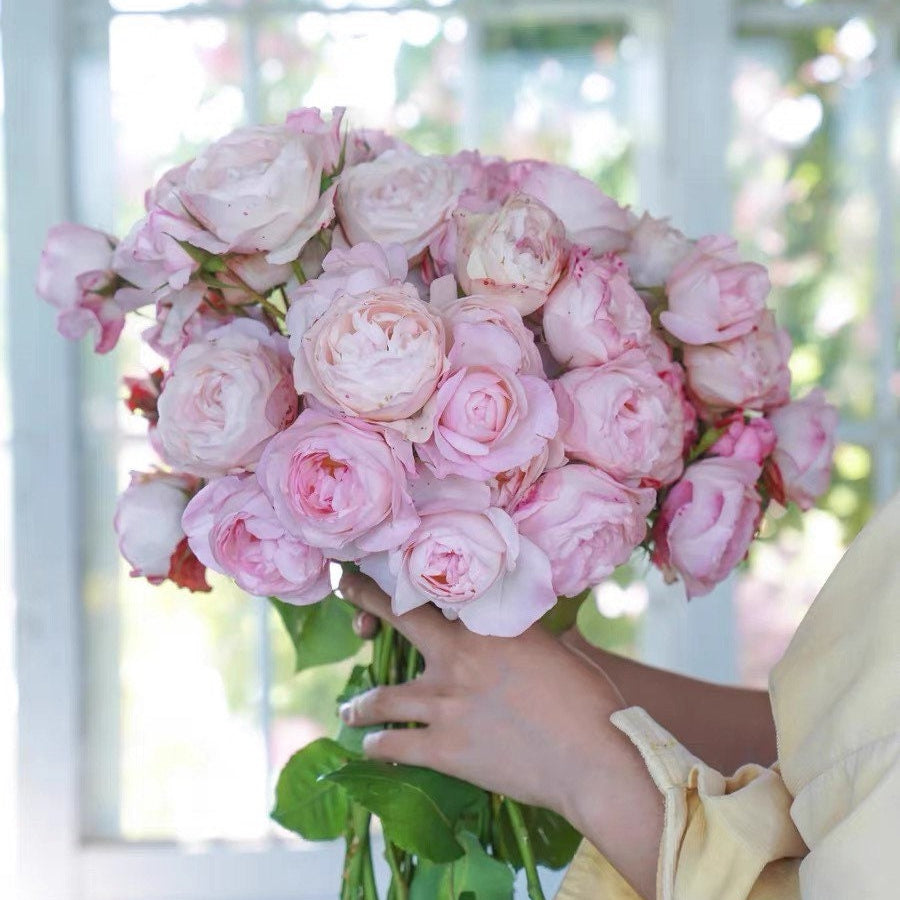 Strawberry Macaron Japanese shrub rose with soft pink clustered blooms, potted plant from Kate Roses.