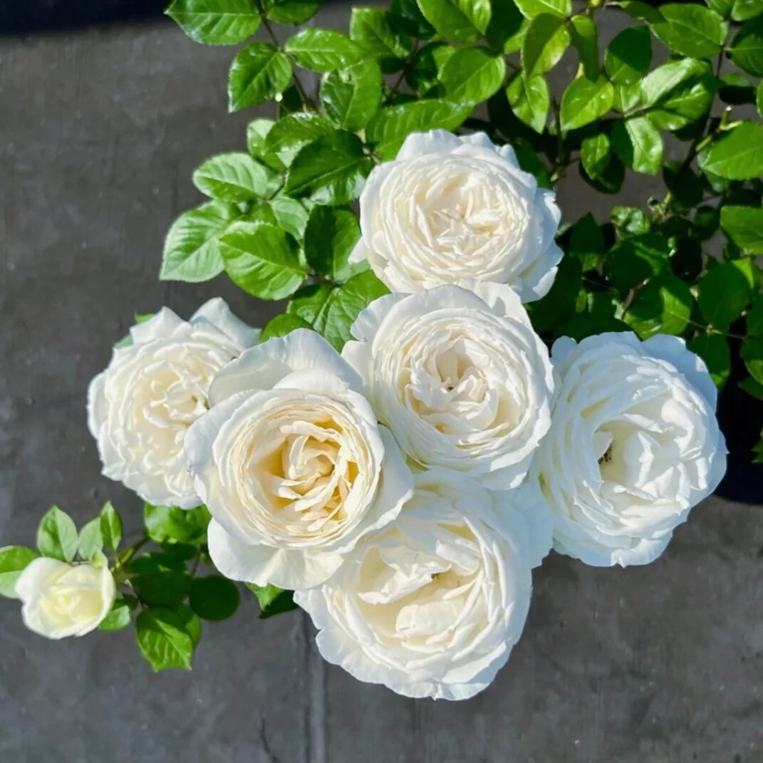 Wedding Road Cloche de Mariage Rose - Kate Roses