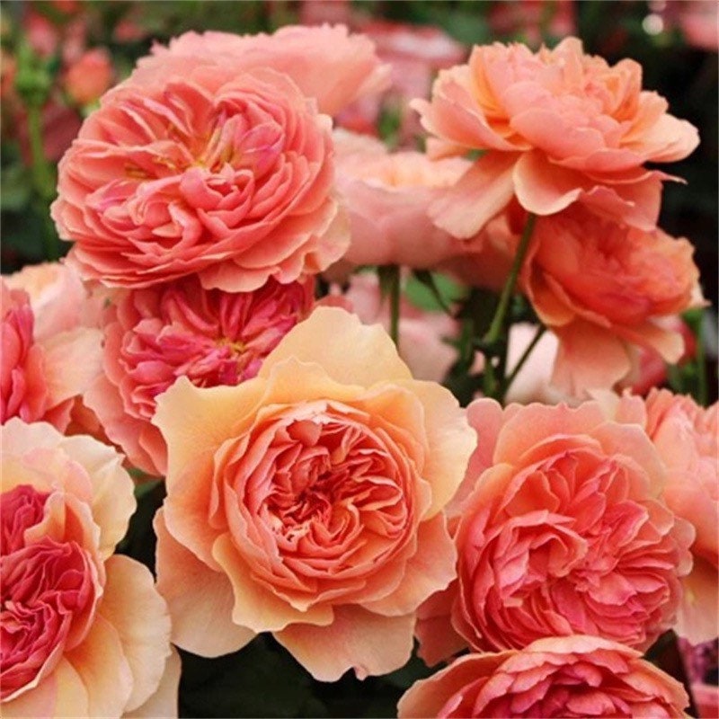 Kaori Kazari Rose - Kate Roses