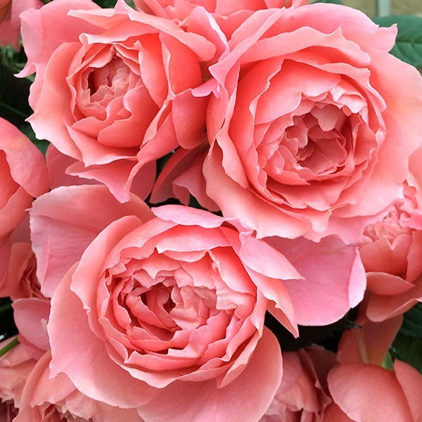 Akane Japanese Rose Coral Pink