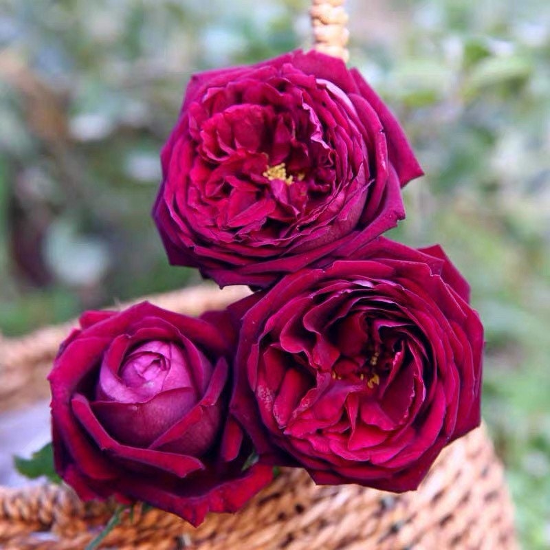 Cluster of Royal Palace roses in full bloom, dark red flowers glowing in sunlight, perfect for borders and arrangements.