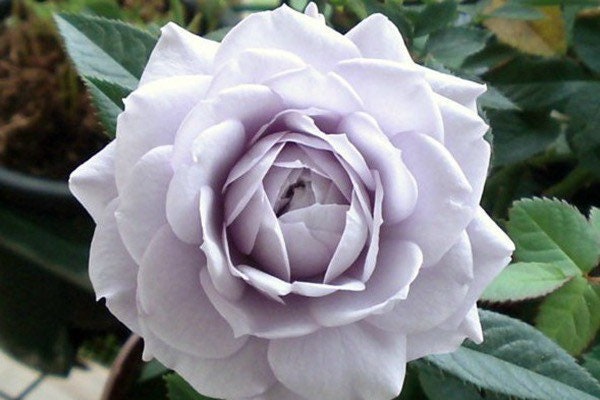 Nobel Shine Rose - Kate Roses