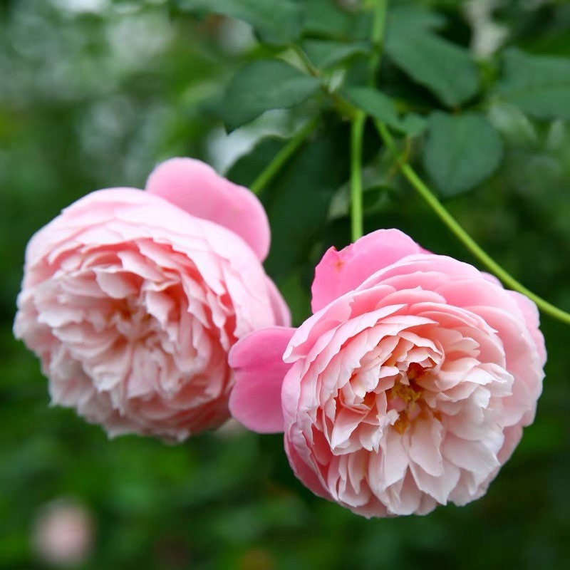 Plume Rose - Kate Roses