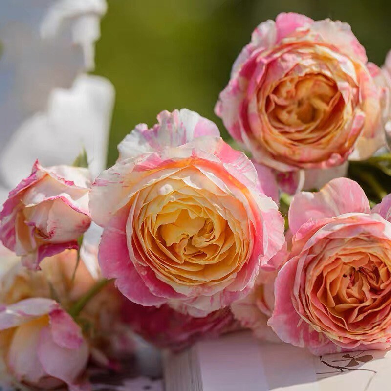 Monet Rose - Kate Roses