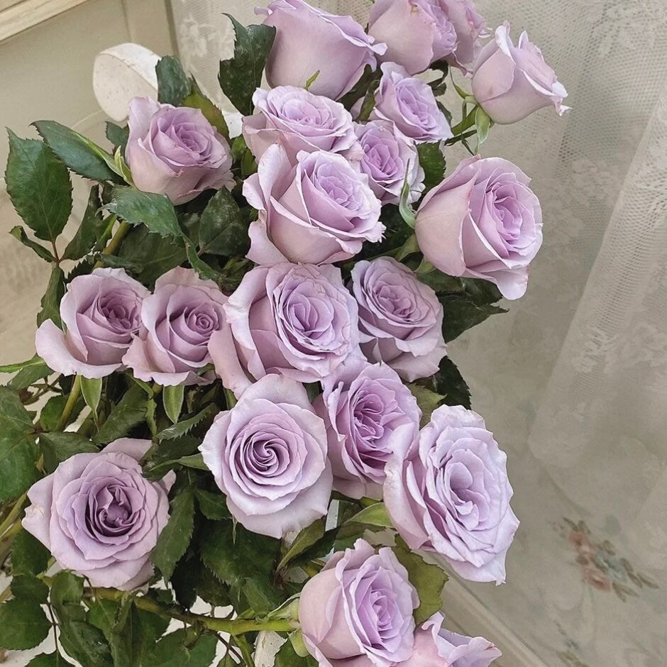 Ocean Song Rose - Kate Roses