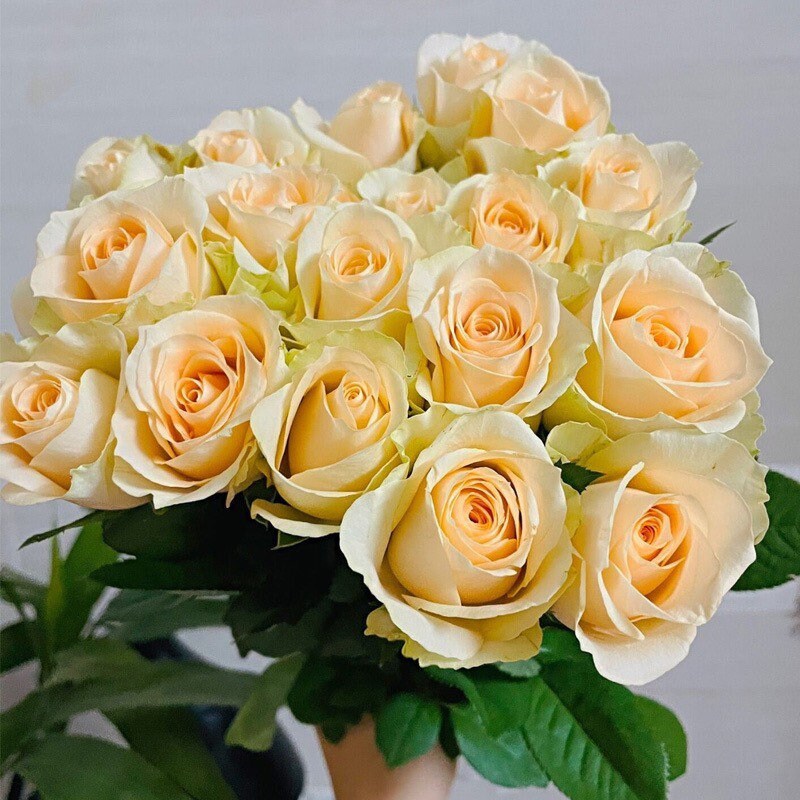 Peach Avalanch Rose - Kate Roses